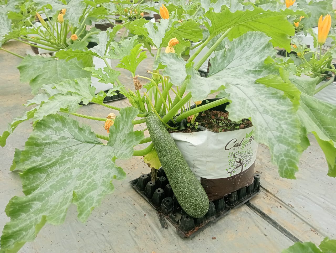 Farmax greenhouse and bell pepper photo 7