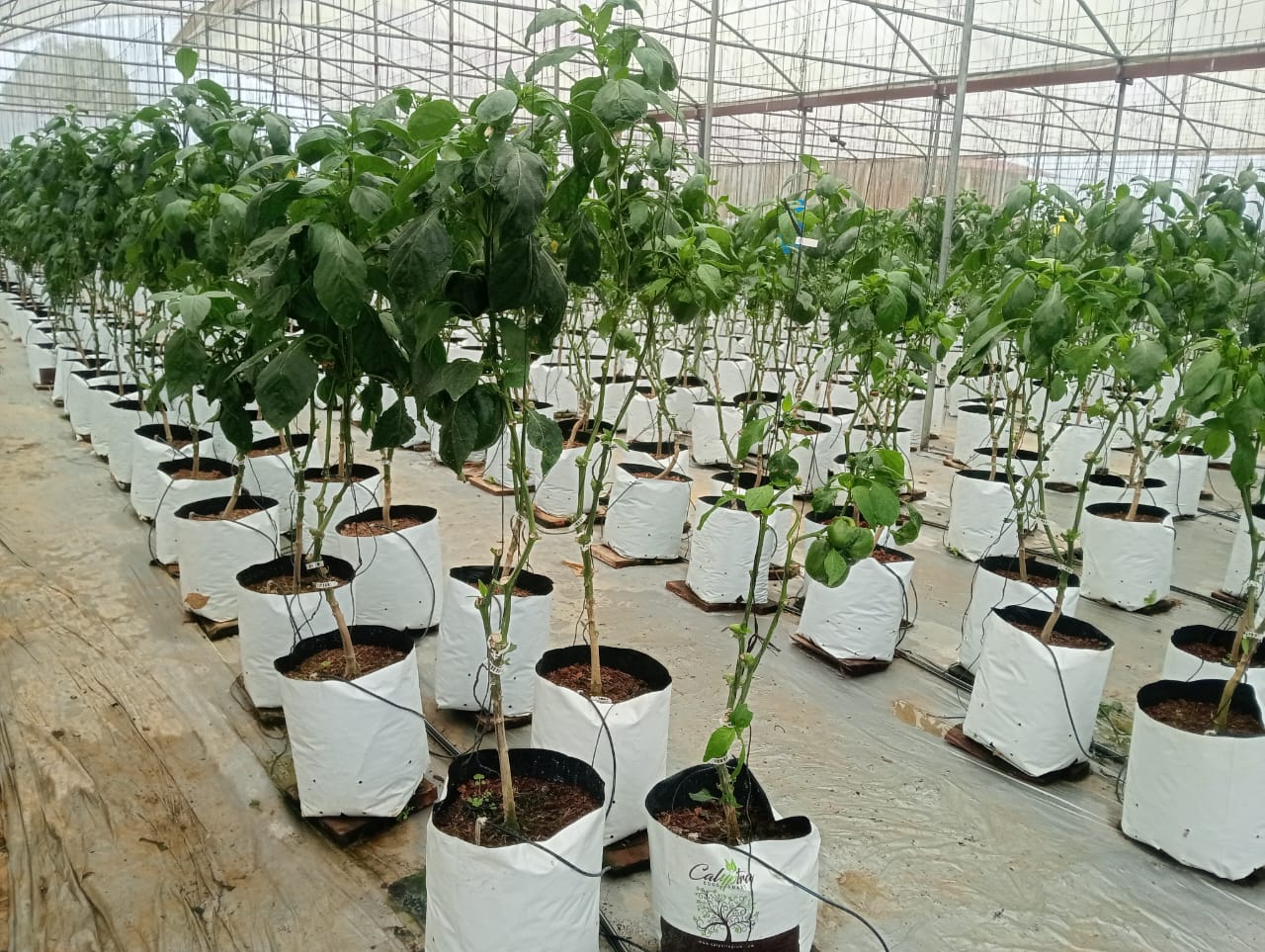 Farmax greenhouse and bell pepper photo 10