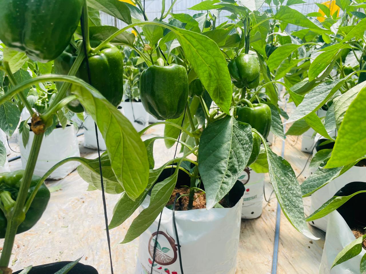 Farmax greenhouse and bell pepper photo 13