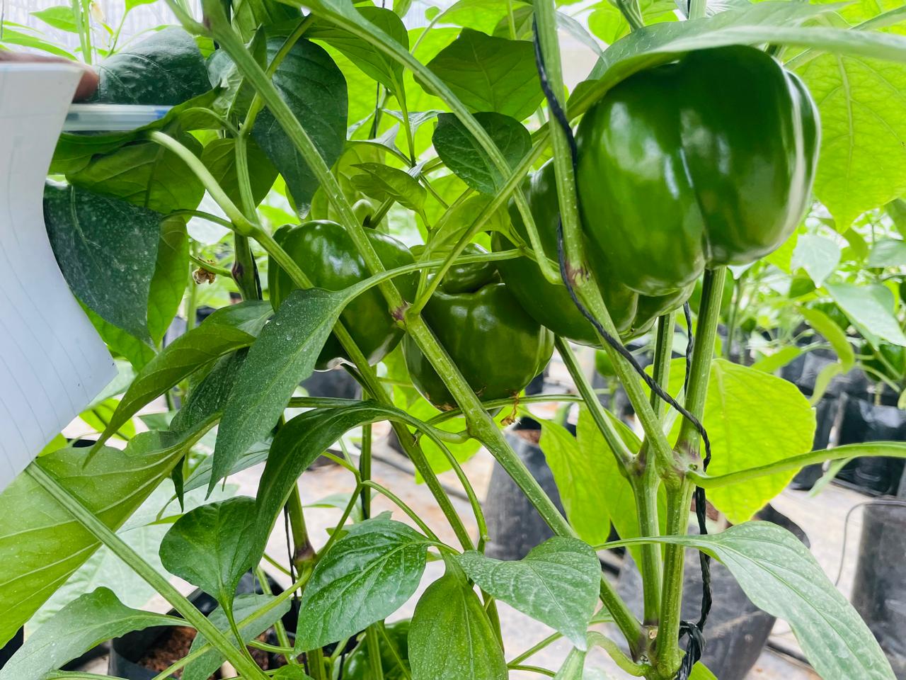 Farmax greenhouse and bell pepper photo 14