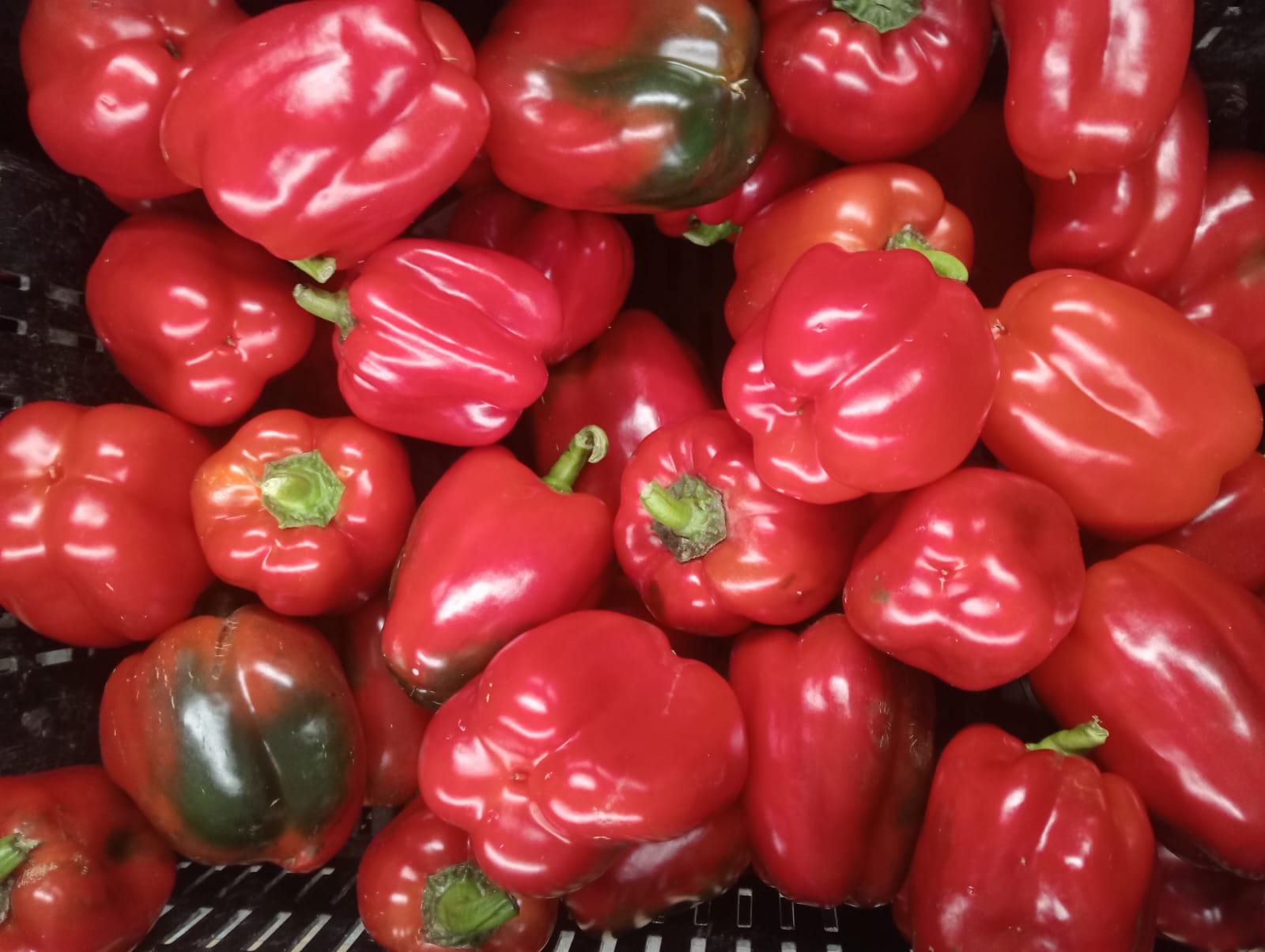 Farmax greenhouse and bell pepper photo 15