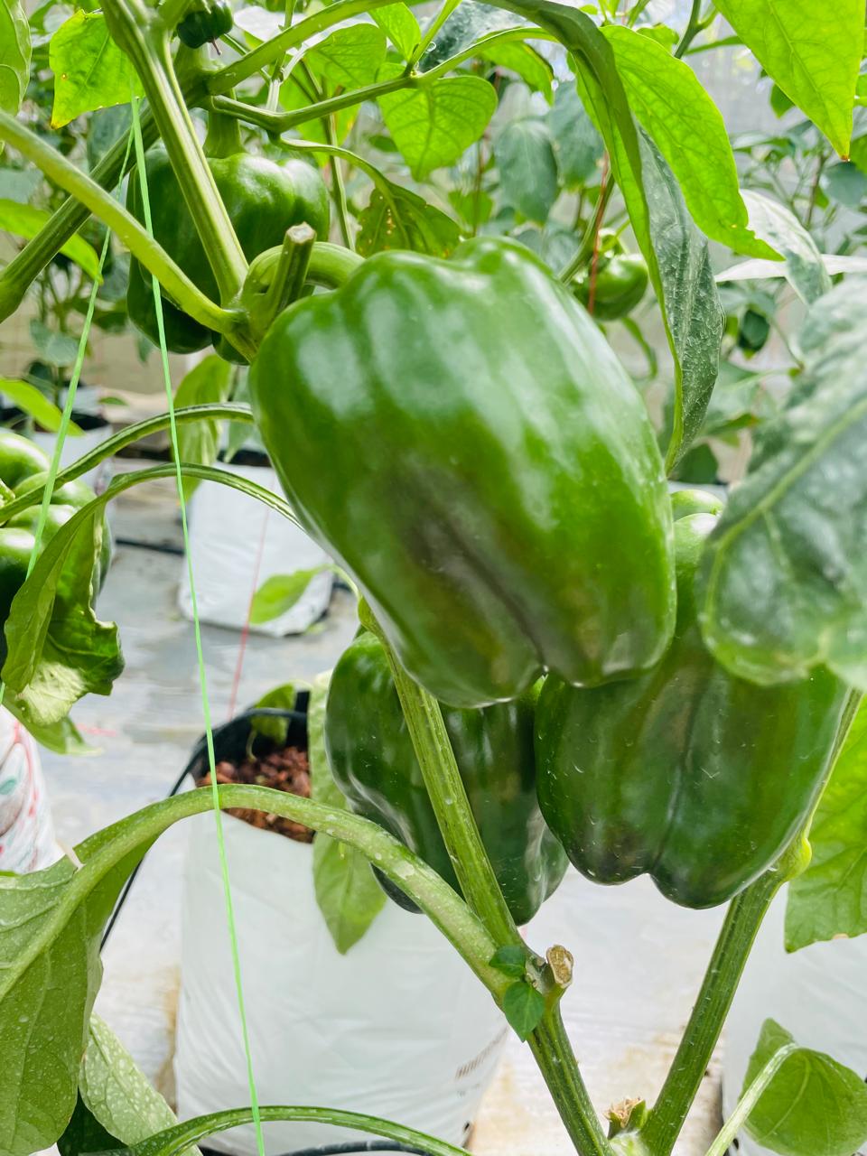 Farmax greenhouse and bell pepper photo 18