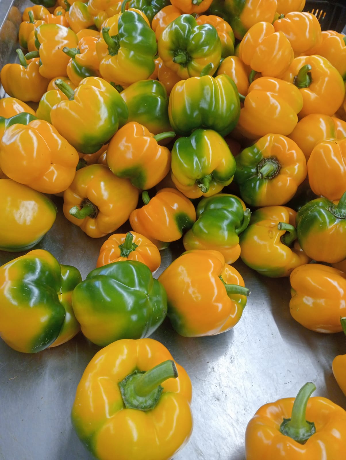 Bell pepper harvest