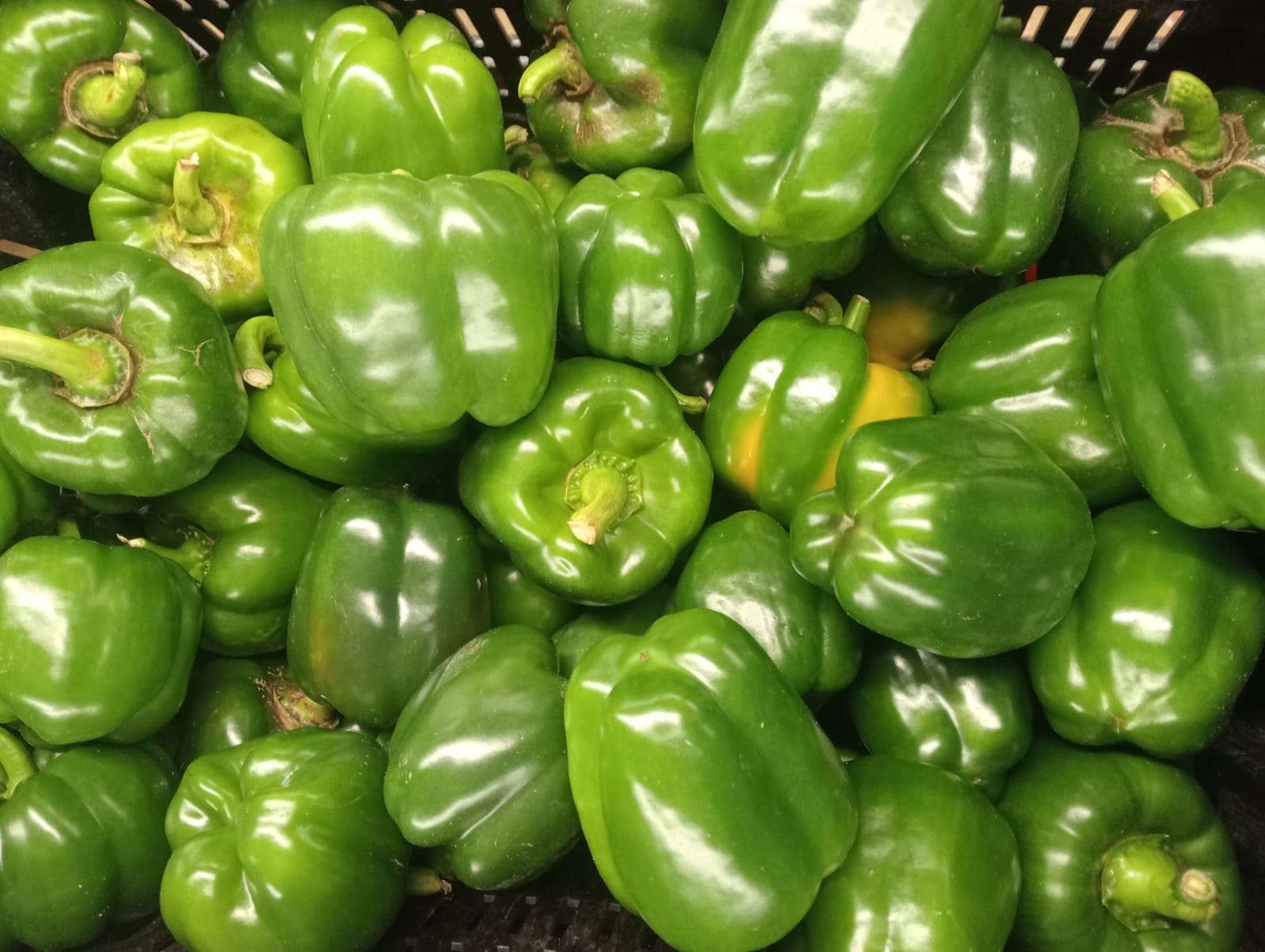 Farmax greenhouse and bell pepper photo 23
