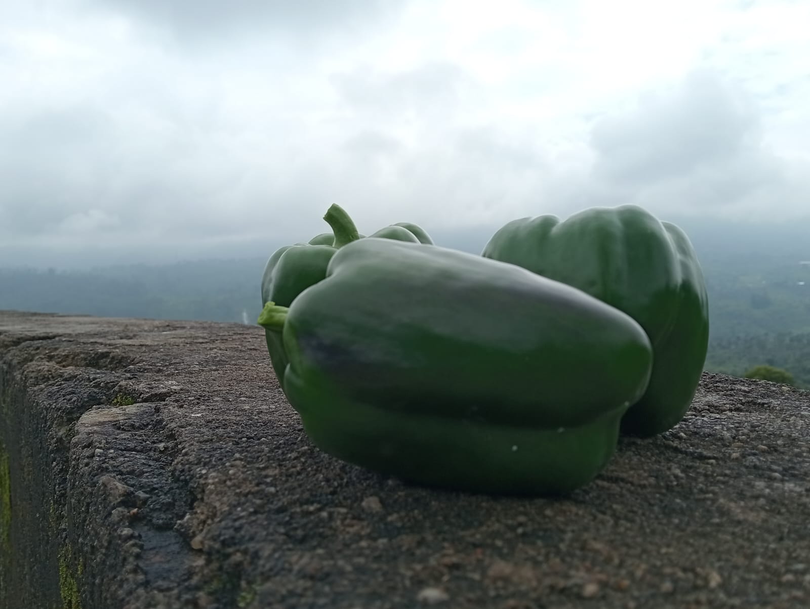 Farmax greenhouse and bell pepper photo 29