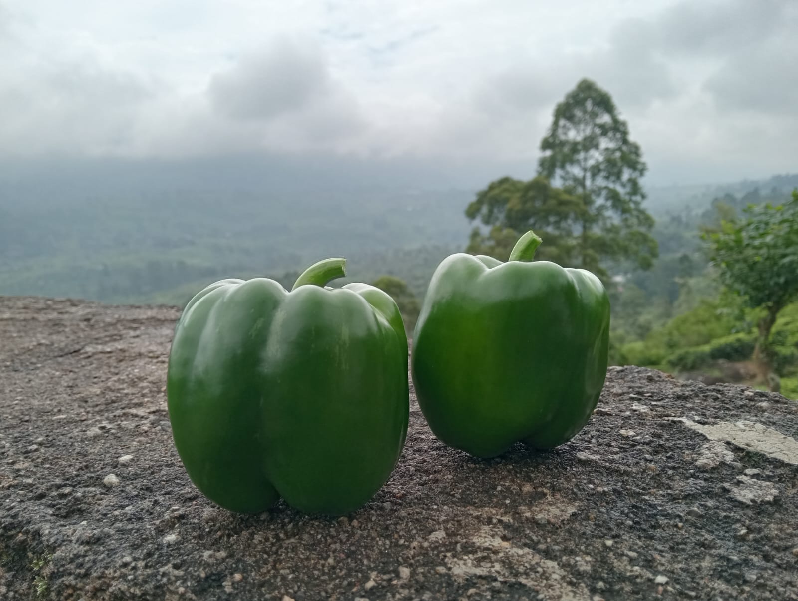 Farmax greenhouse and bell pepper photo 32