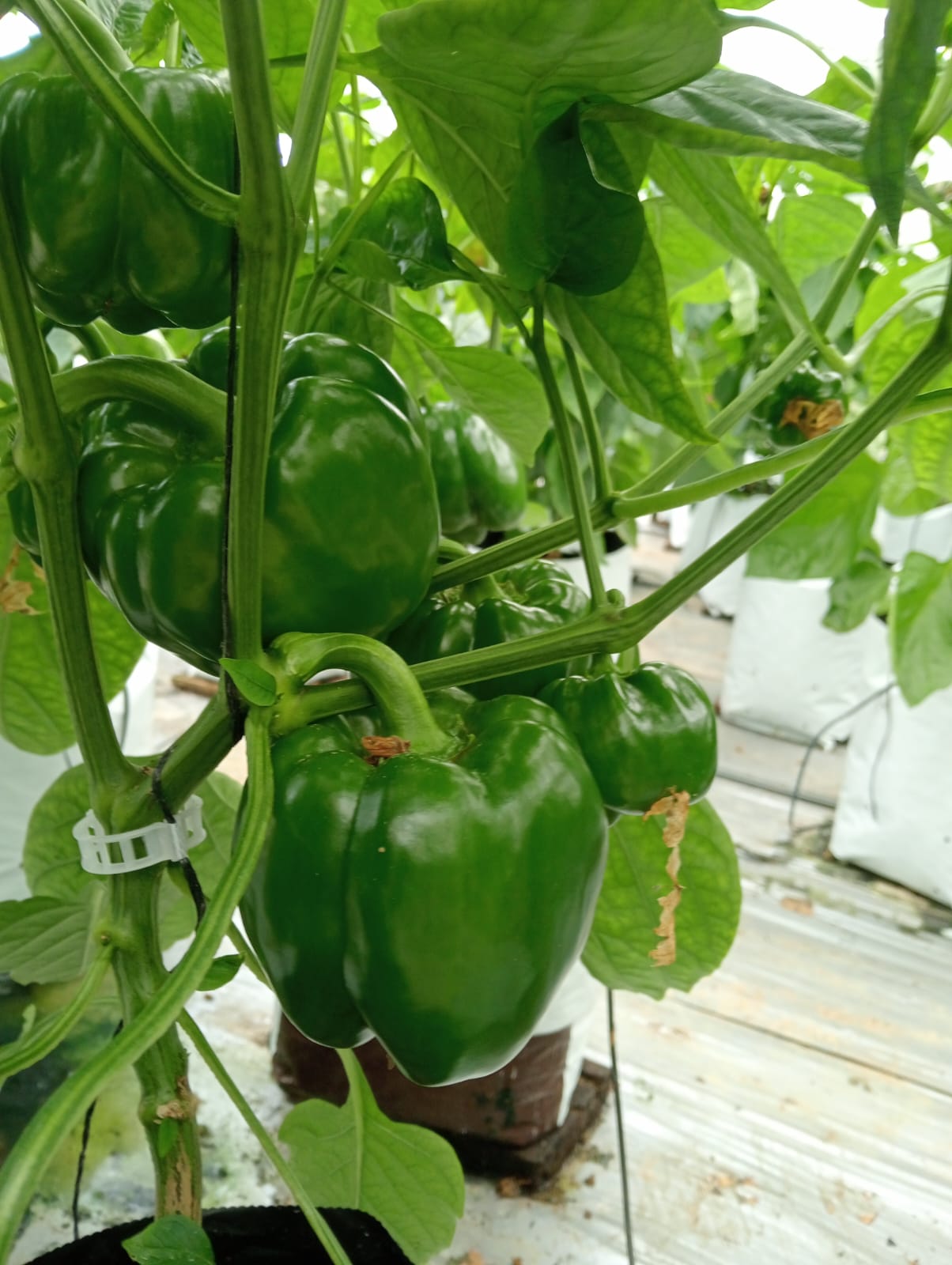 Farmax greenhouse and bell pepper photo 36