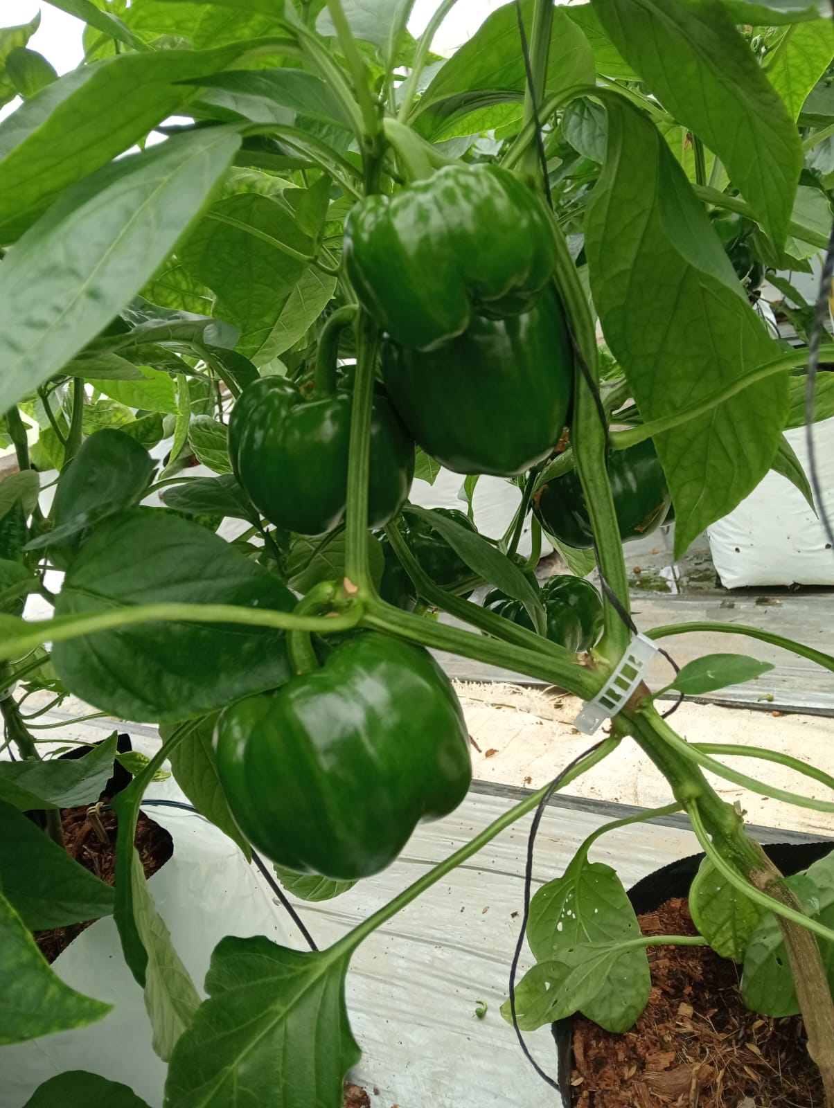 Farmax greenhouse and bell pepper photo 38