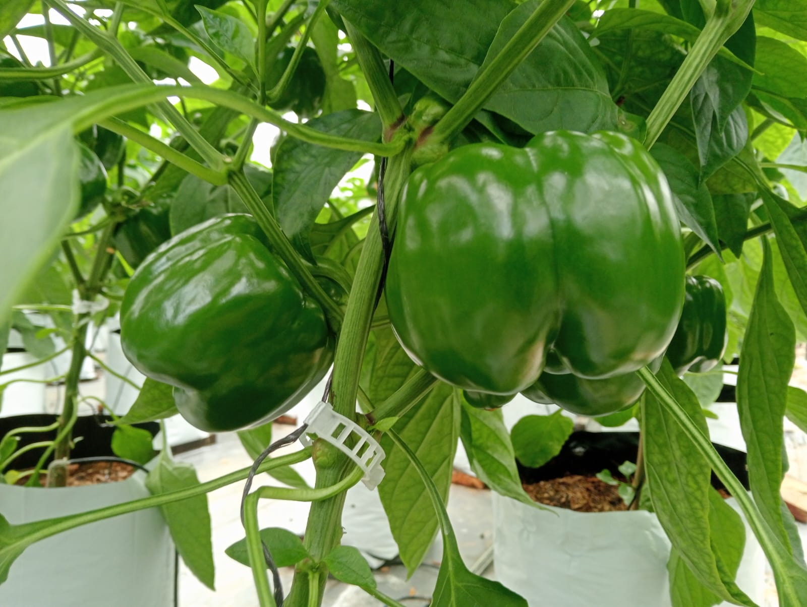 Farmax greenhouse and bell pepper photo 39