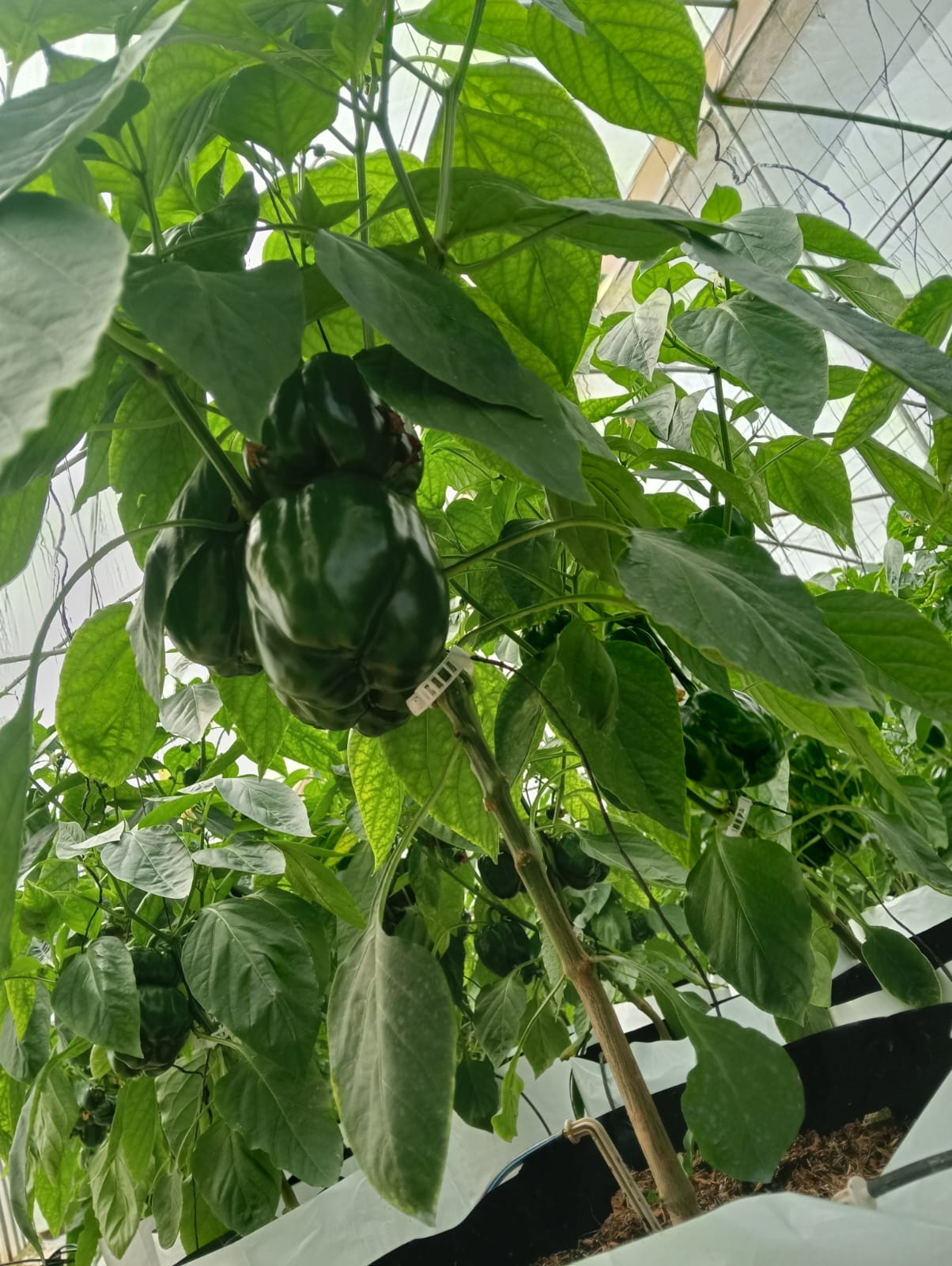 Farmax greenhouse and bell pepper photo 41