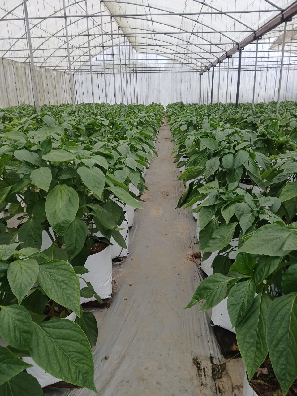 Farmax greenhouse and bell pepper photo 43