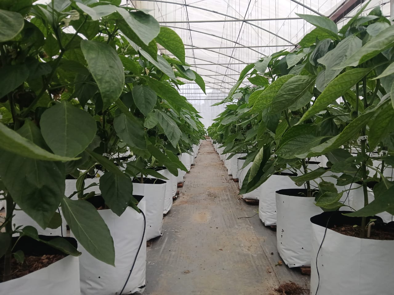 Farmax greenhouse and bell pepper photo 45