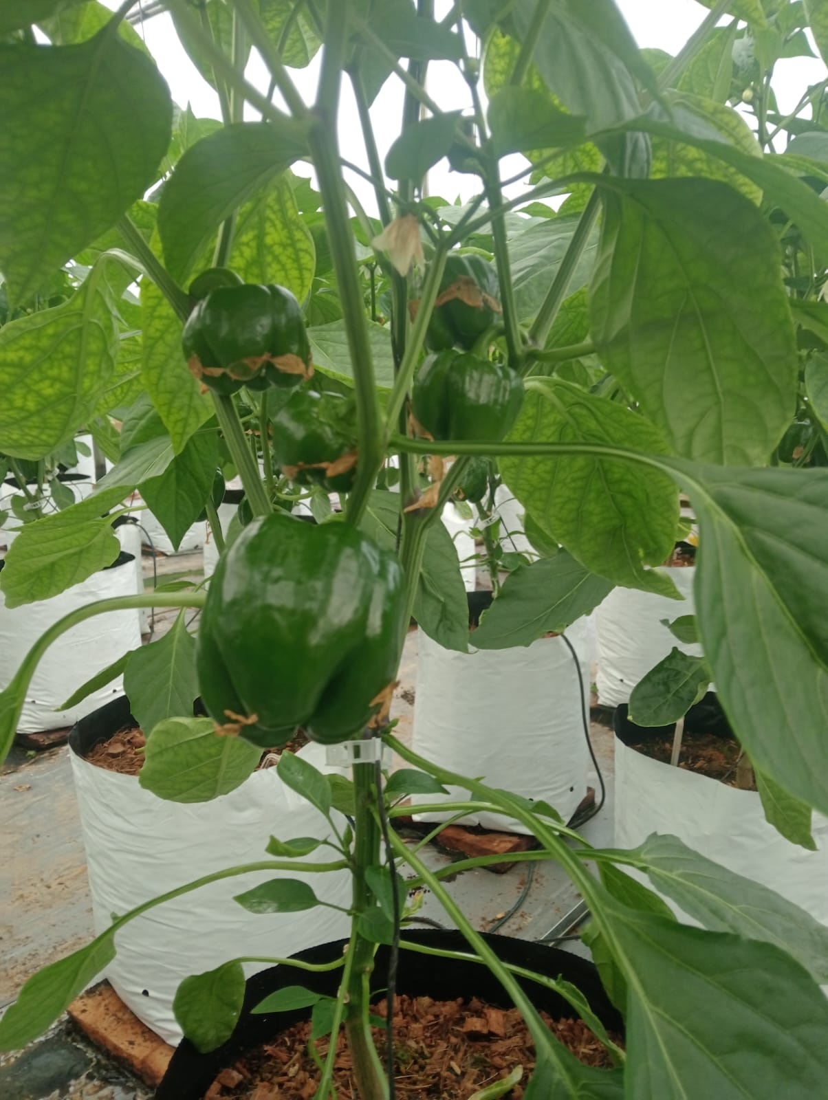 Farmax greenhouse and bell pepper photo 49