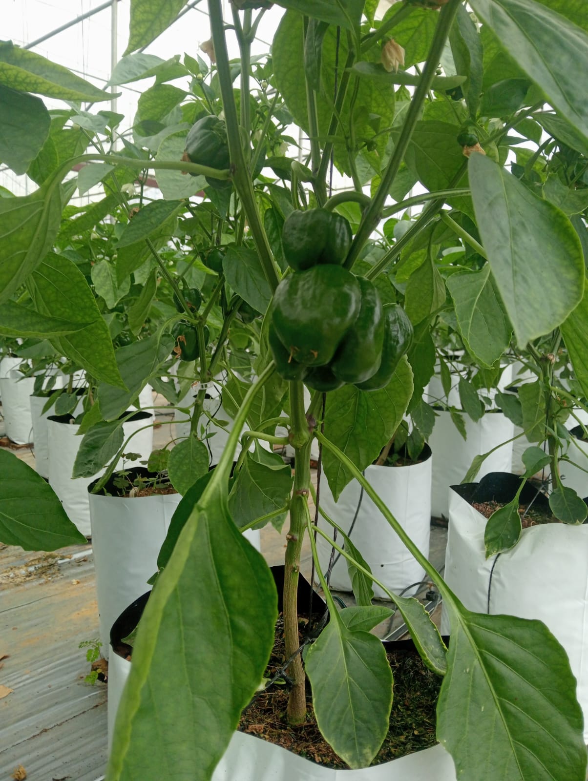 Farmax greenhouse and bell pepper photo 52