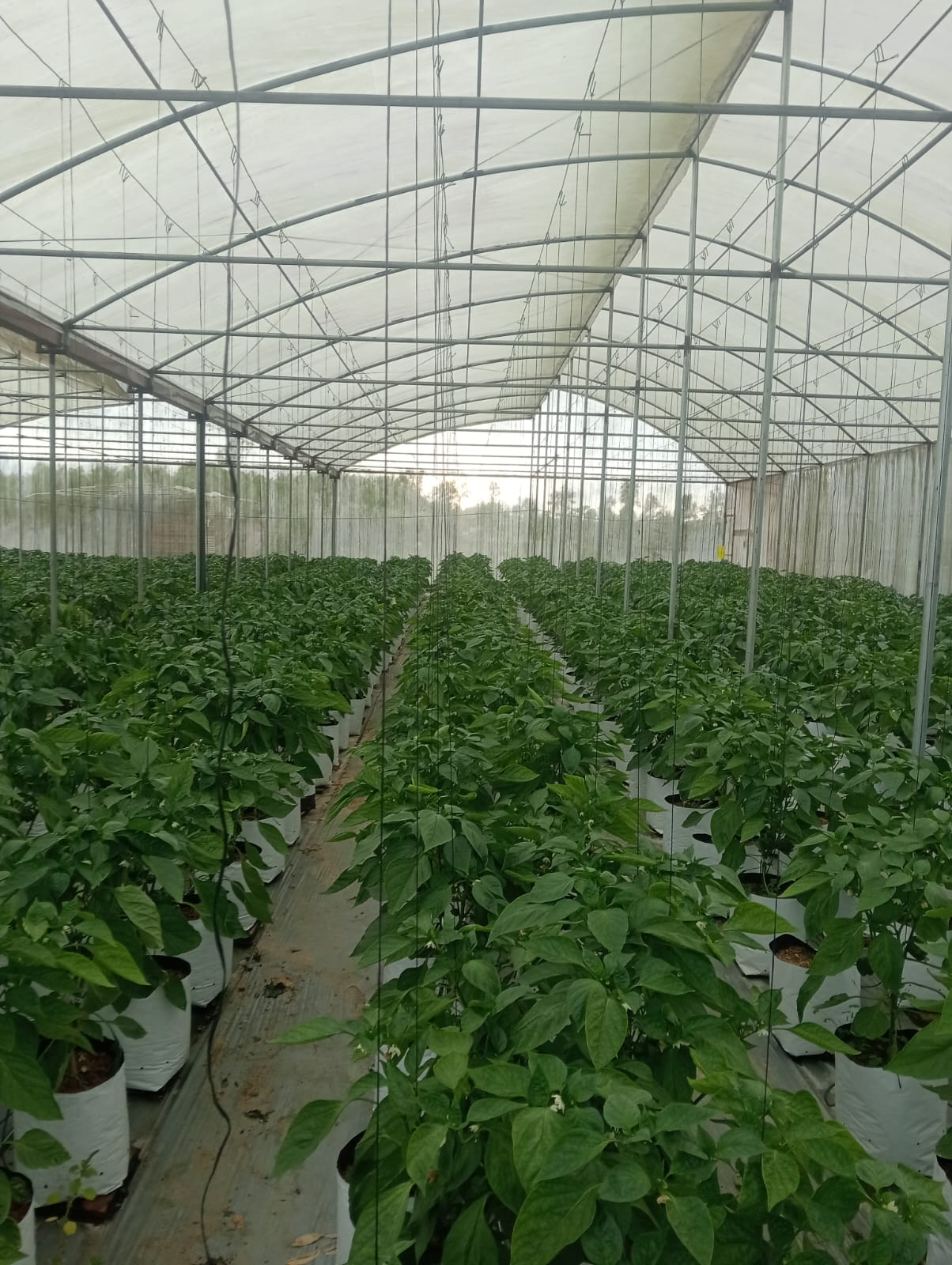 Farmax greenhouse and bell pepper photo 53