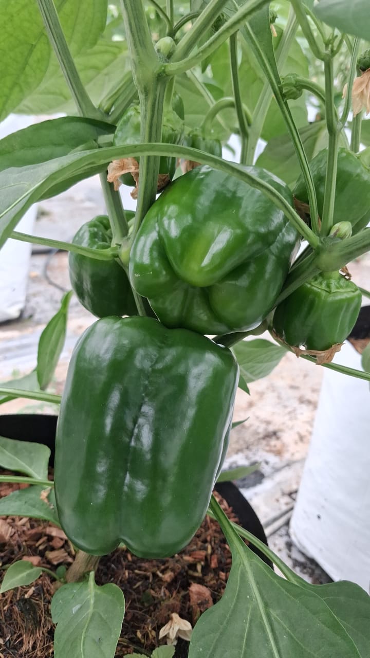 Farmax greenhouse and bell pepper photo 59