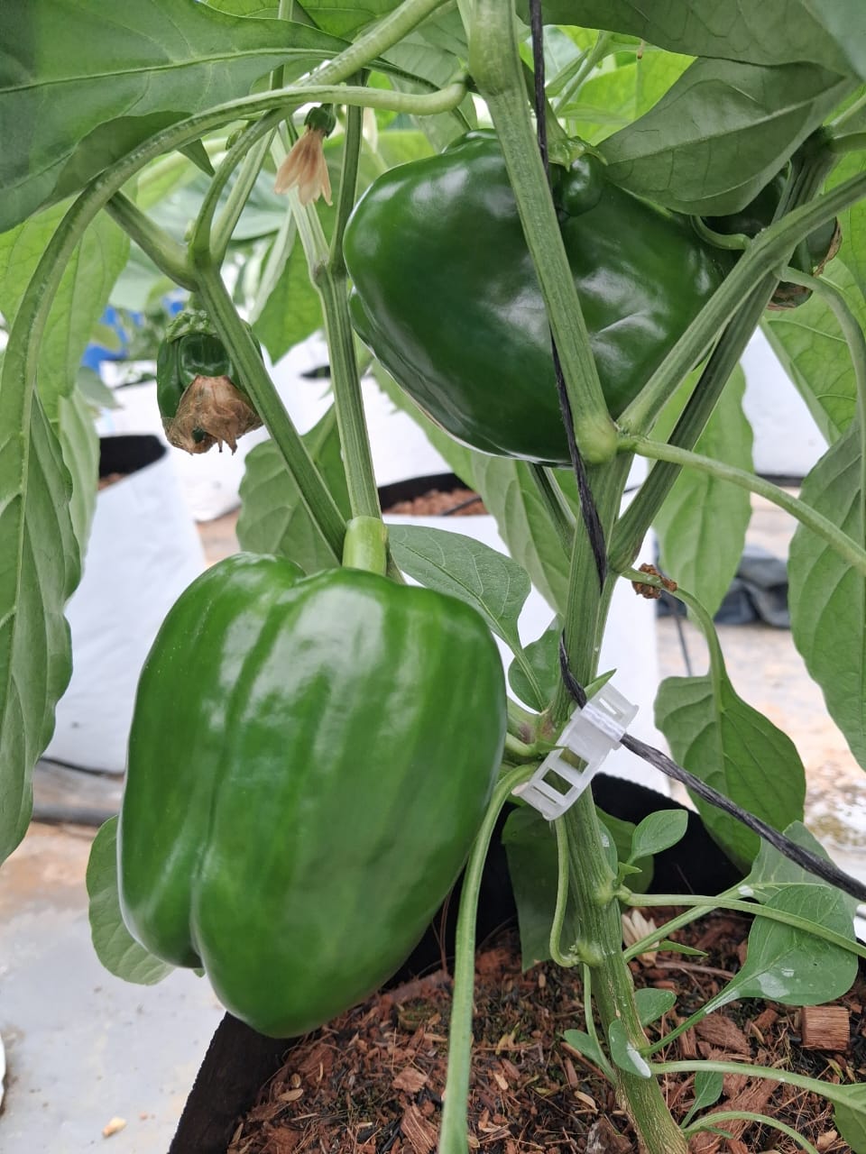 Farmax greenhouse and bell pepper photo 63