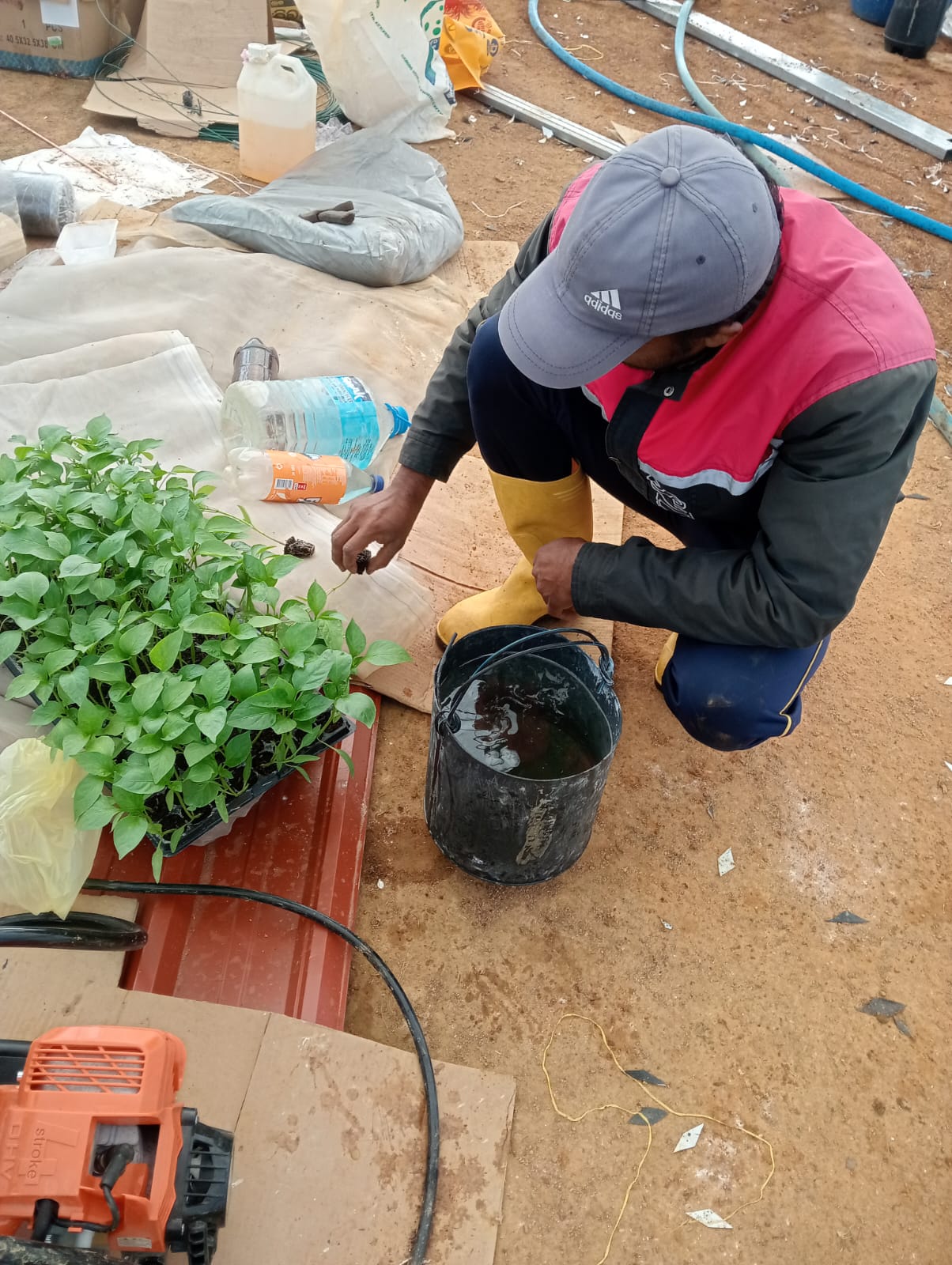 Farmax greenhouse and bell pepper photo 65