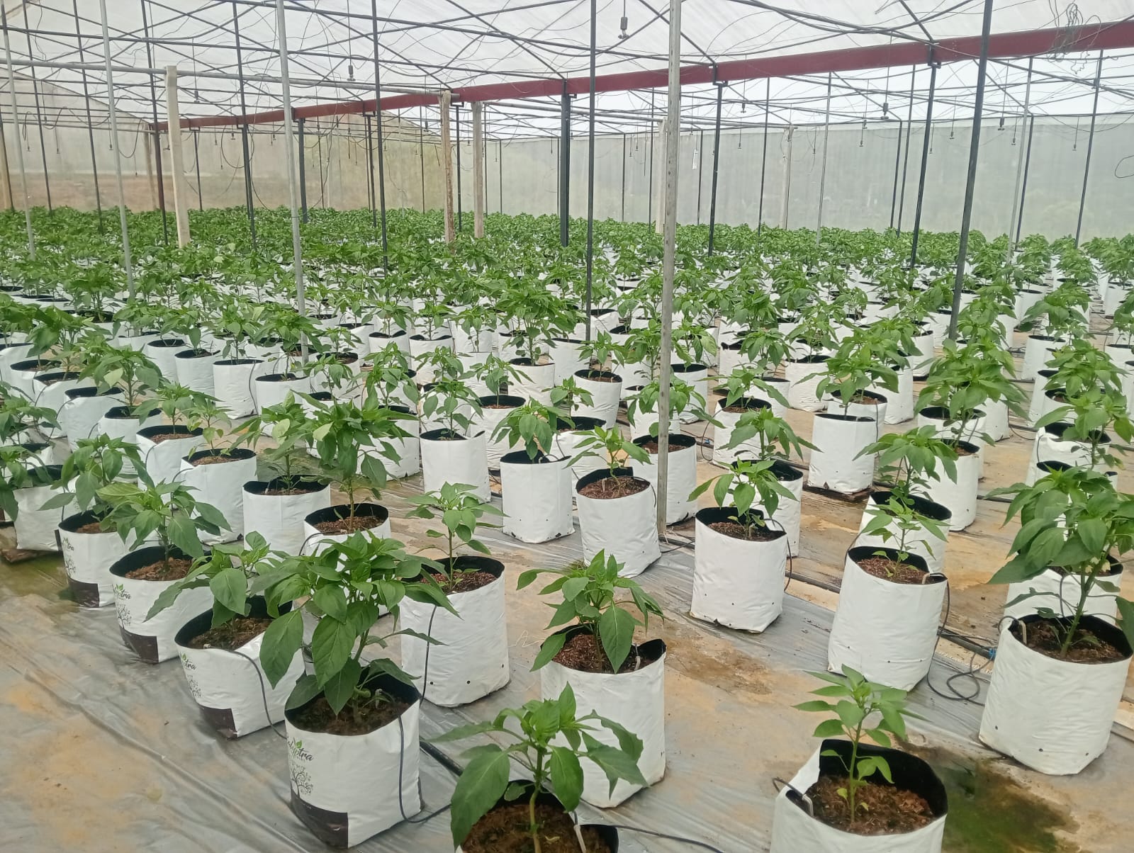 Farmax greenhouse and bell pepper photo 69