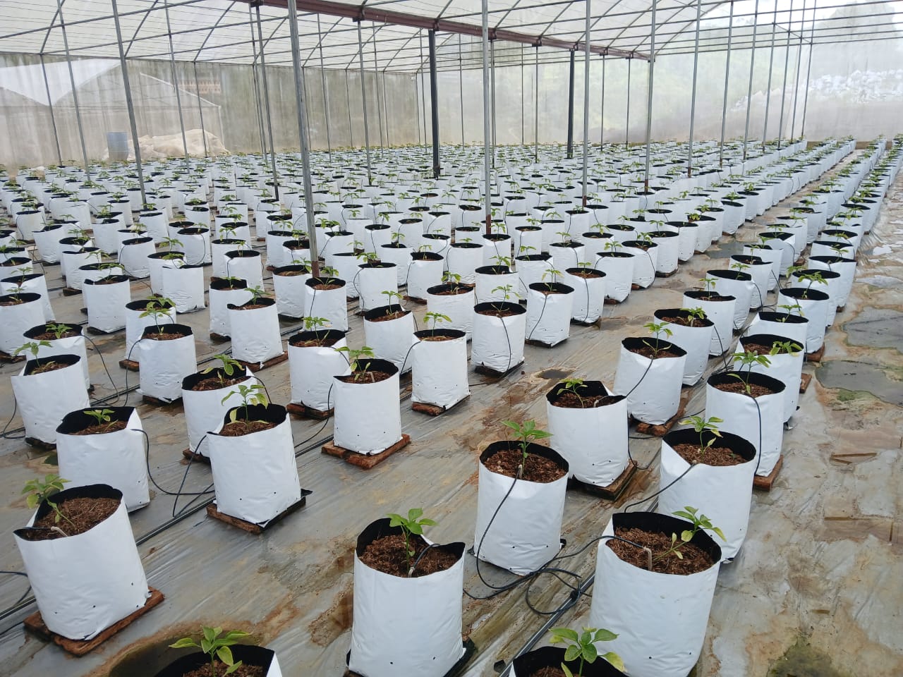 Farmax greenhouse and bell pepper photo 72