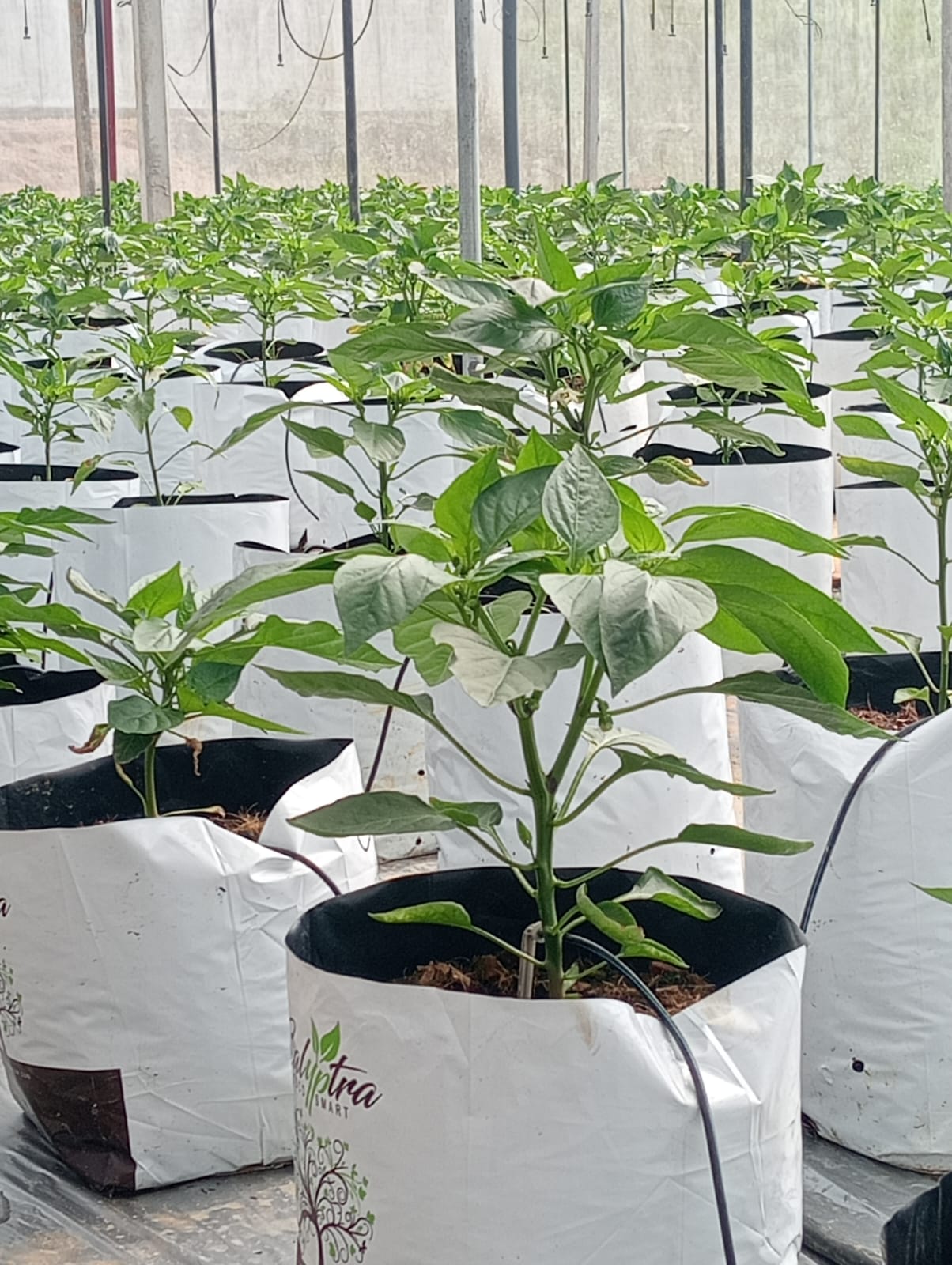 Farmax greenhouse and bell pepper photo 76